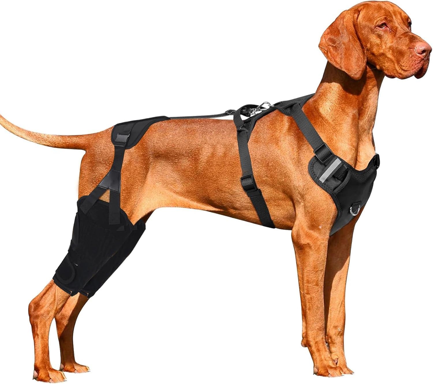 Genouillère pour chien taille M attelle ACL pour patte arrière gauche ou droite