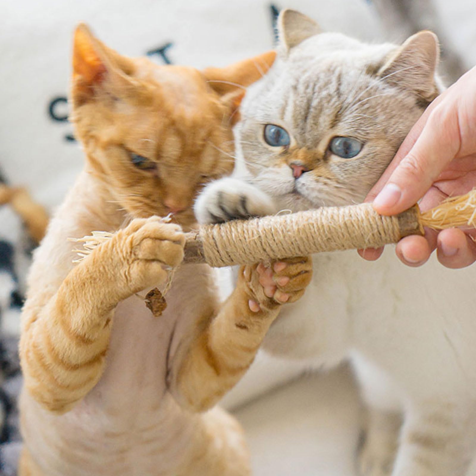 Palillos de Hierba gatera, Juguete para Gatos con Hierba gatera, Juguete Matatabi, Juguete para Masticar Gatos, Palillos para Masticar