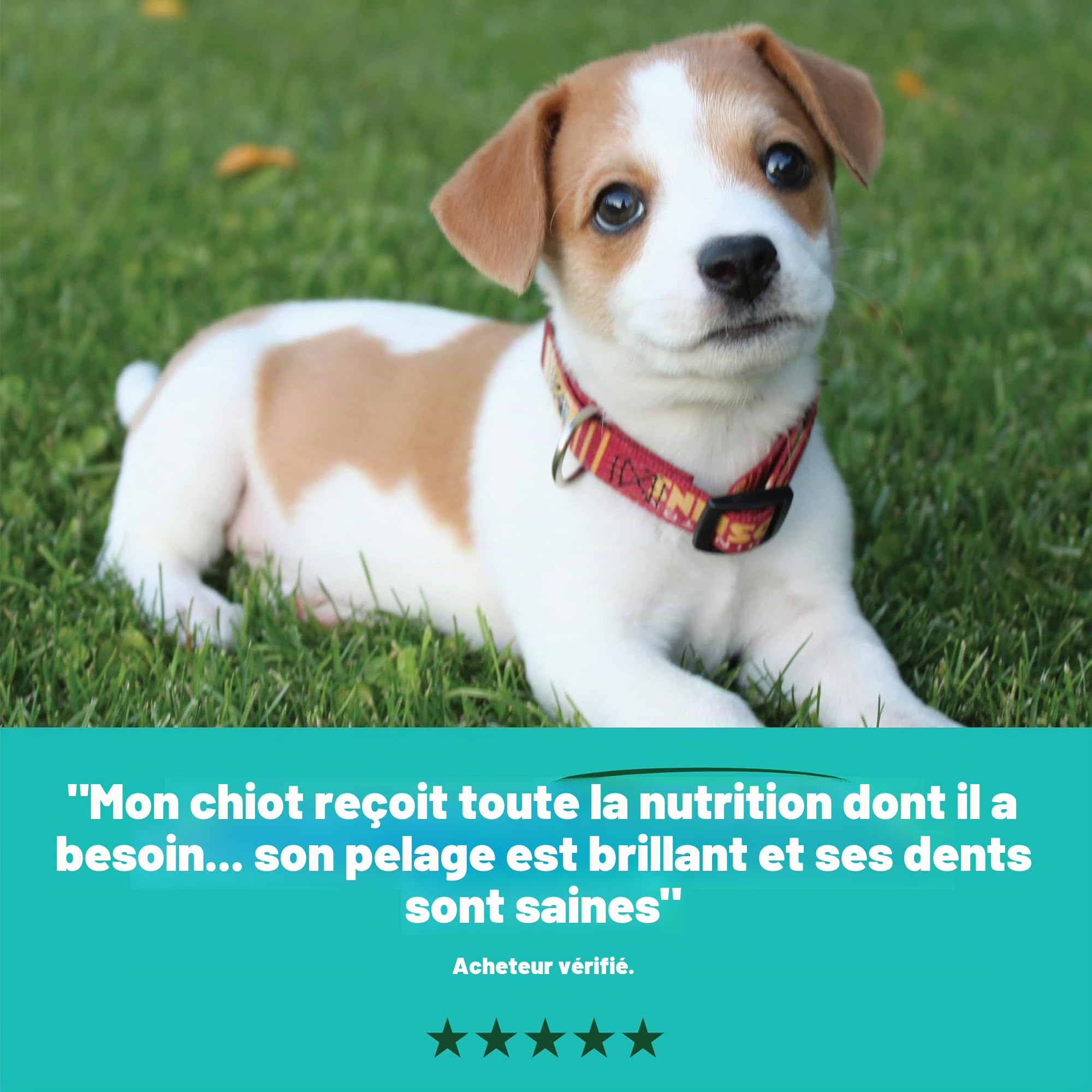Harringtons Complete Puppy Nourriture pour Chien 10 kg