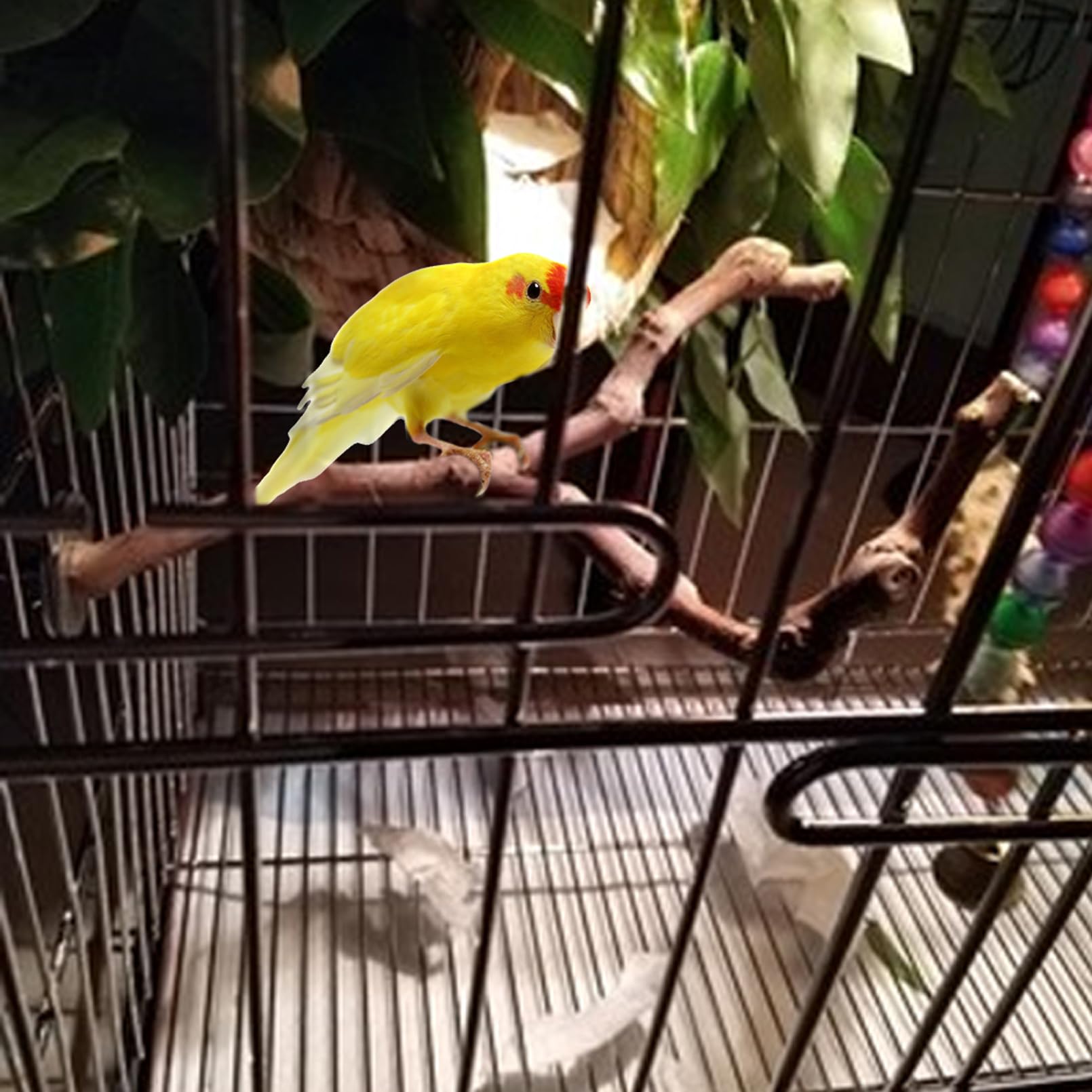 PINVNBY Percas para loros, soporte natural para pájaros, palo de uva salvaje, accesorios de jaula de madera y juguete para periquitos, tortolitos, periquitos, cacatúas y pinzones
