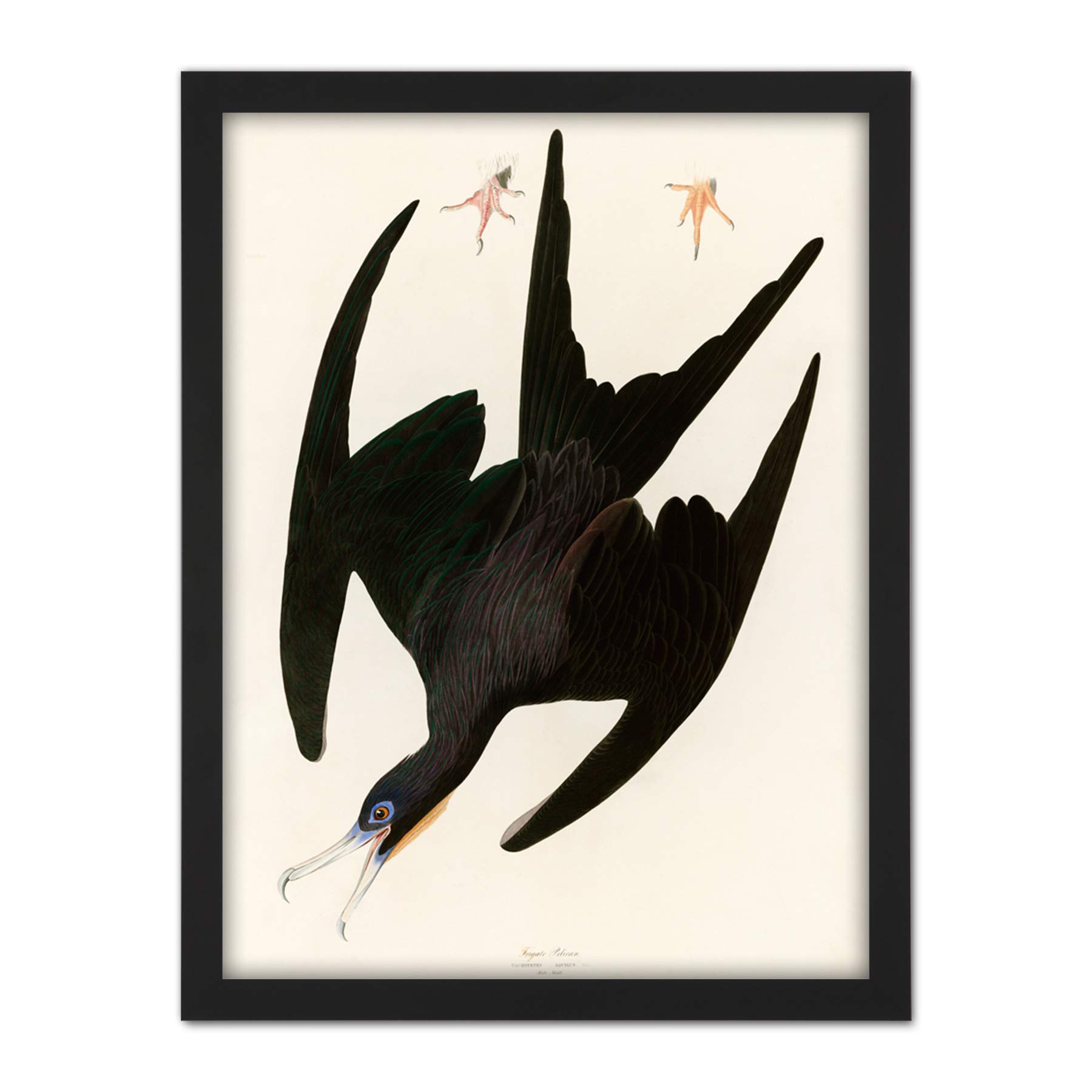 Artery8 Audubon Birds Frigate Pelican Painting Artwork Framed Wall Art Print 18X24 Inch