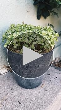 Amazon.com : Root & Vessel Napa Round Planter, Black, 8