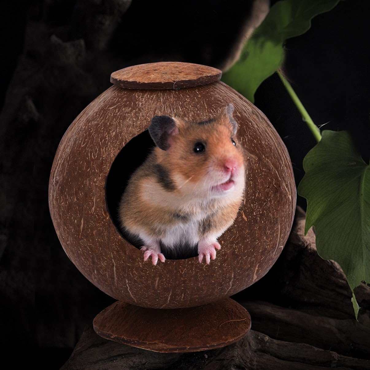 Sosoport 2stücke Poliertes Kokosnussschalen-Nest Für Haustiere Für Vögel Hamster Und Eichhörnchen Mit Basis Für Desktop Langlebig Und Natürlich Perfektes Schlafplatz Für Ihr Tier