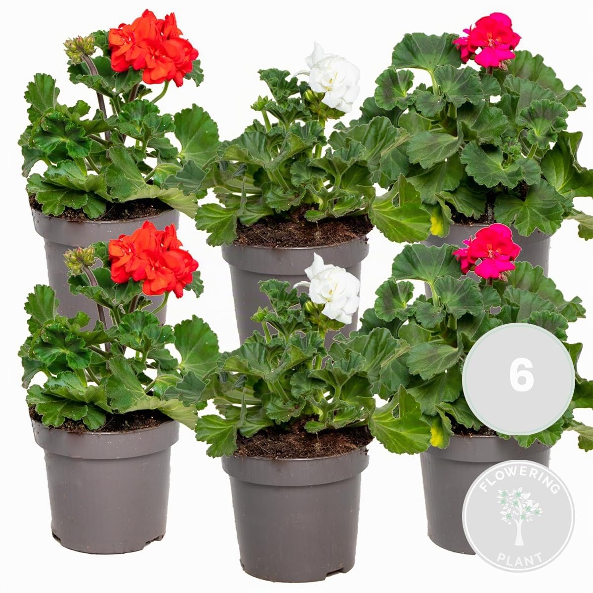 Bloomique - Lot de 6 - Pelargonium Zonale - Géraniums dressés - Plantes de jardin - Hauteur 15-20 cm - Pot 10,5 cm
