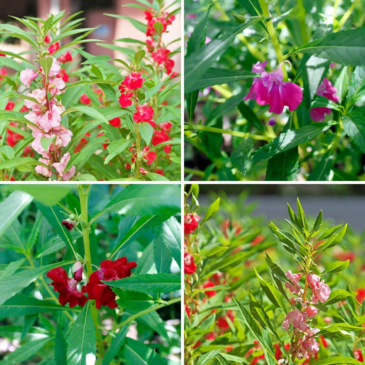 Green Horizon Balsam/dopati flower seed pack of 50 (B0BMM22RQY) Amazon Price History, Amazon Price Tracker