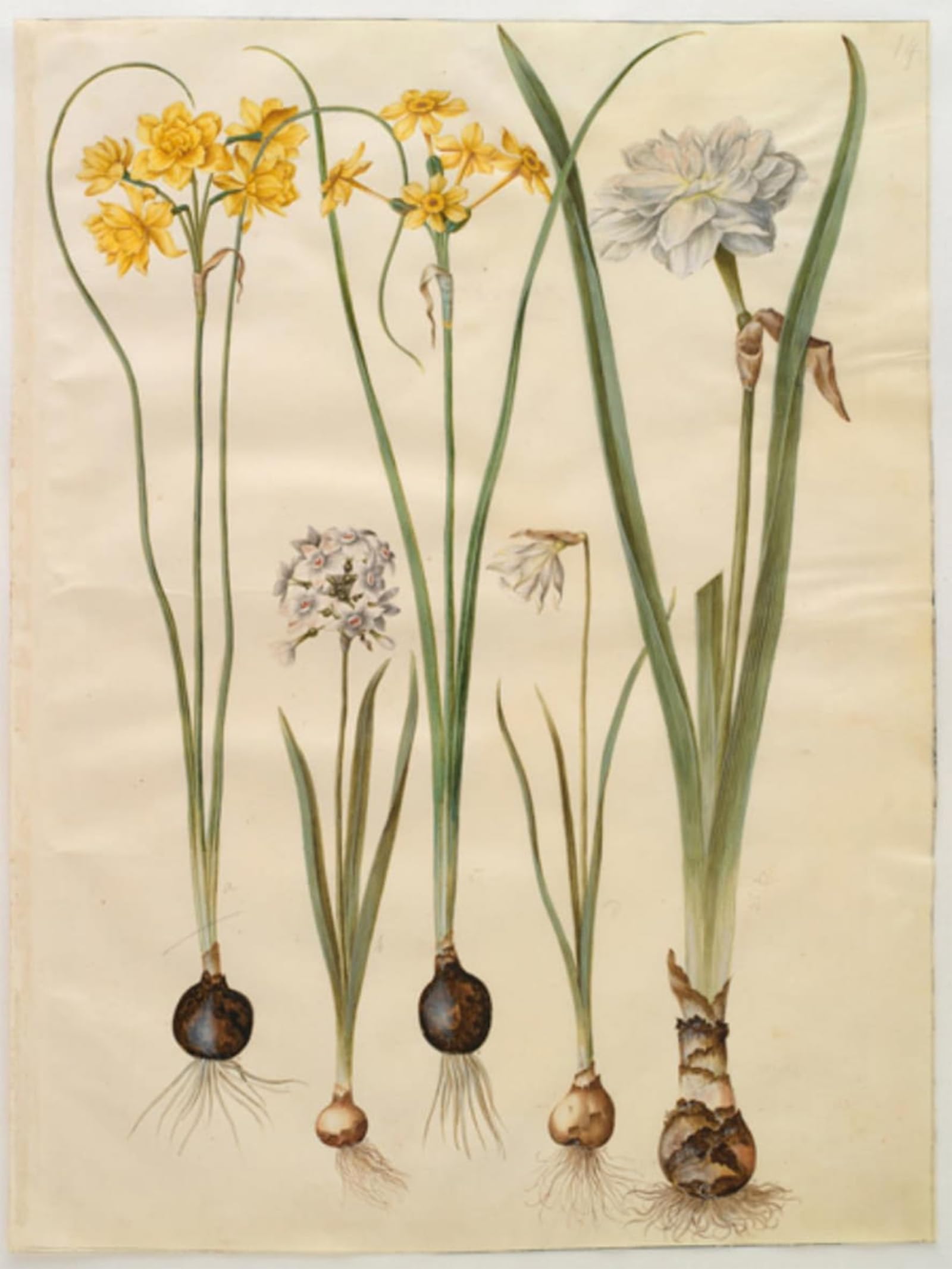 Tableau sur toile Narcisse Jonquille Hans Simon Holtzbecker déco chambre 60x90cm - 5