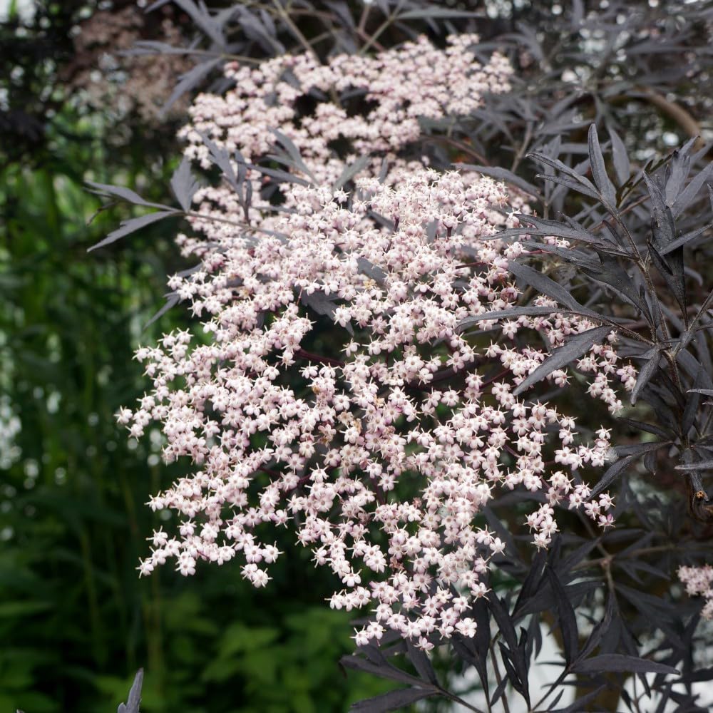 SambucusNigra f. Porphyrophylla 'Black Lace' - Dramatic Black Foliage with Intricate Pink Flowers, Ideal for Adding Contrast and Texture to Garden Borders, 1x 9cm Pots | Thompson and Morgan