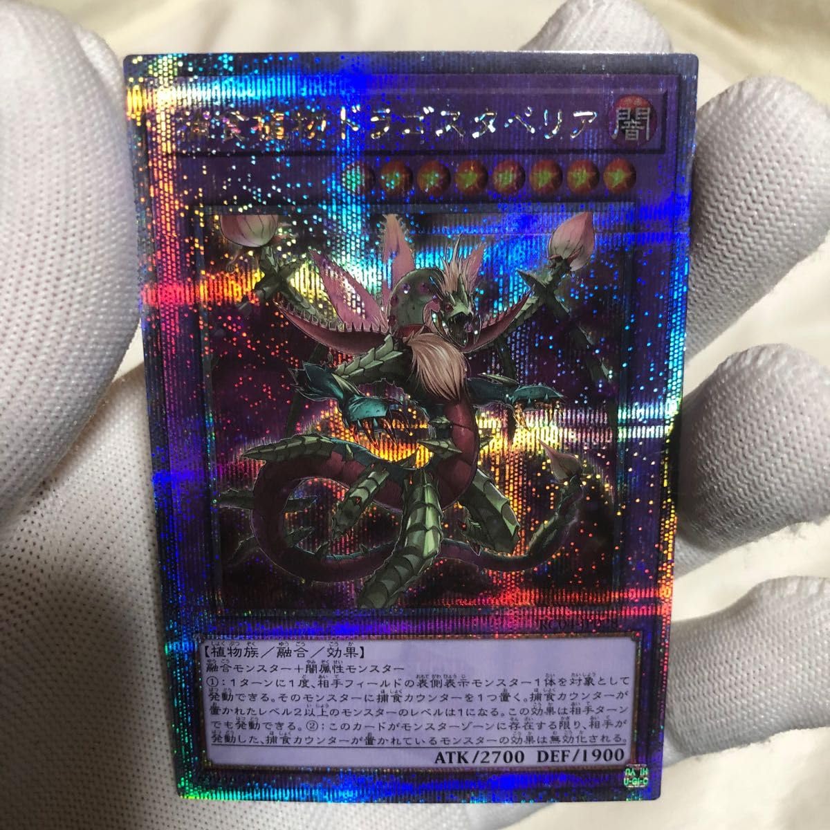 Amazon.co.jp: 捕食植物ドラゴスタペリア コレ 25thシク 25th