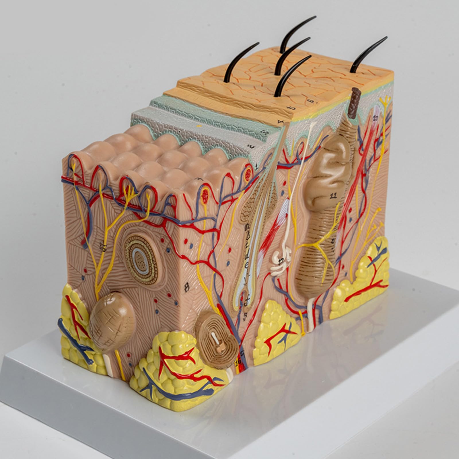 Modelo anatómico de la piel Estructura de la piel humana Modelo de anatomía Ayudas para la enseñanza médica para estudio de enfermedades Informe de conferencia médica Estructura diseccionable