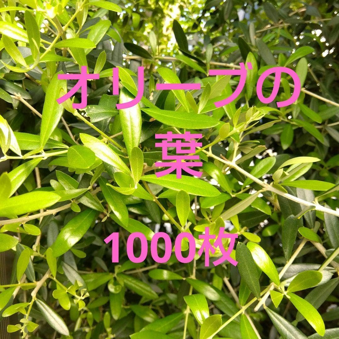 オリーブの葉 1000枚