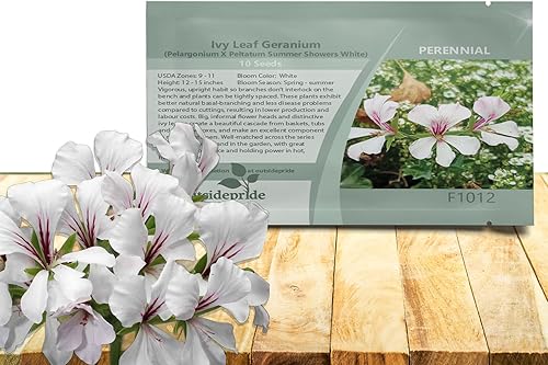 Miniatura 10 de Outsidepride Ivy Leaf - Mezcla de geranio para plantas de interior o exteriores para canastas, tinas, cajas de ventana, camas, 20 semillas