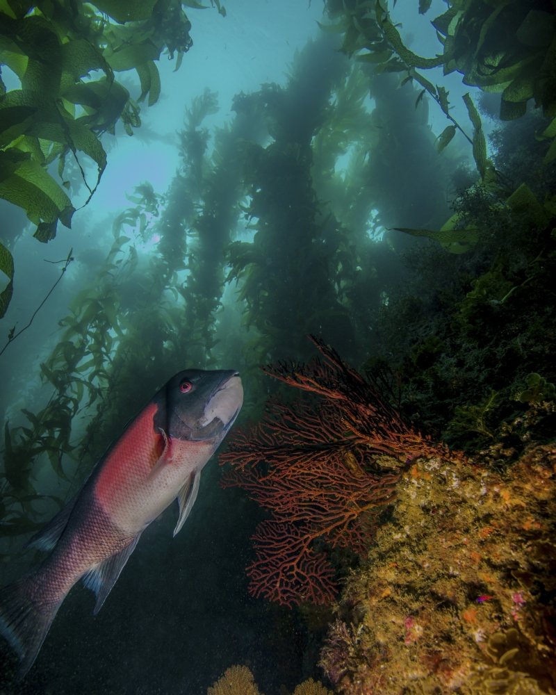 A sheephead (Semicossyphus pulcher) in a kelp forest Catalina Island California Poster Print by Brent BarnesStocktrek Images (24 x 31)