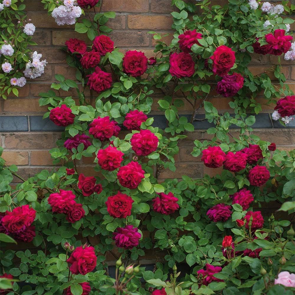 Heirloom Roses David Austin English Rose Plant - Tess of The d'Urbervilles® Red Rose Bush, English Roses Live Plant for Planting Outdoors
