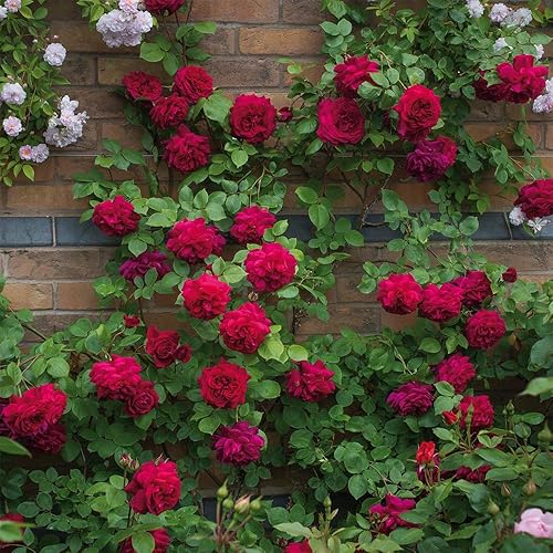 Miniatura 2 de Heirloom Roses David Austin English Rose Plant - Tess of The d'Urbervilles® Rosa roja, rosas inglesas planta viva para plantar al aire libre