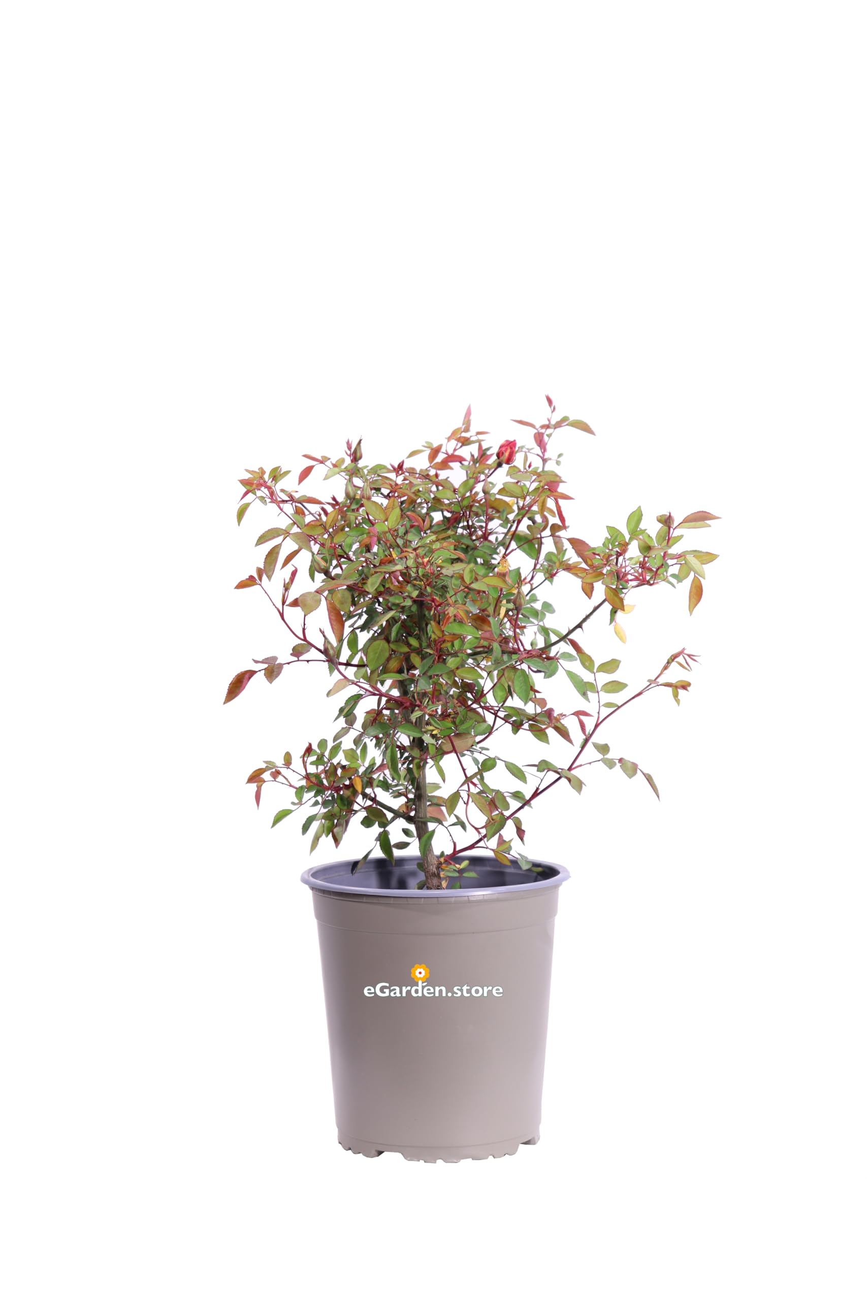 Pianta di Rosa Chinensis Mutabilis pianta ornamentale da esterno giardino terrazzo balcone pianta vera fiore multicolore venduta da eGarden.store