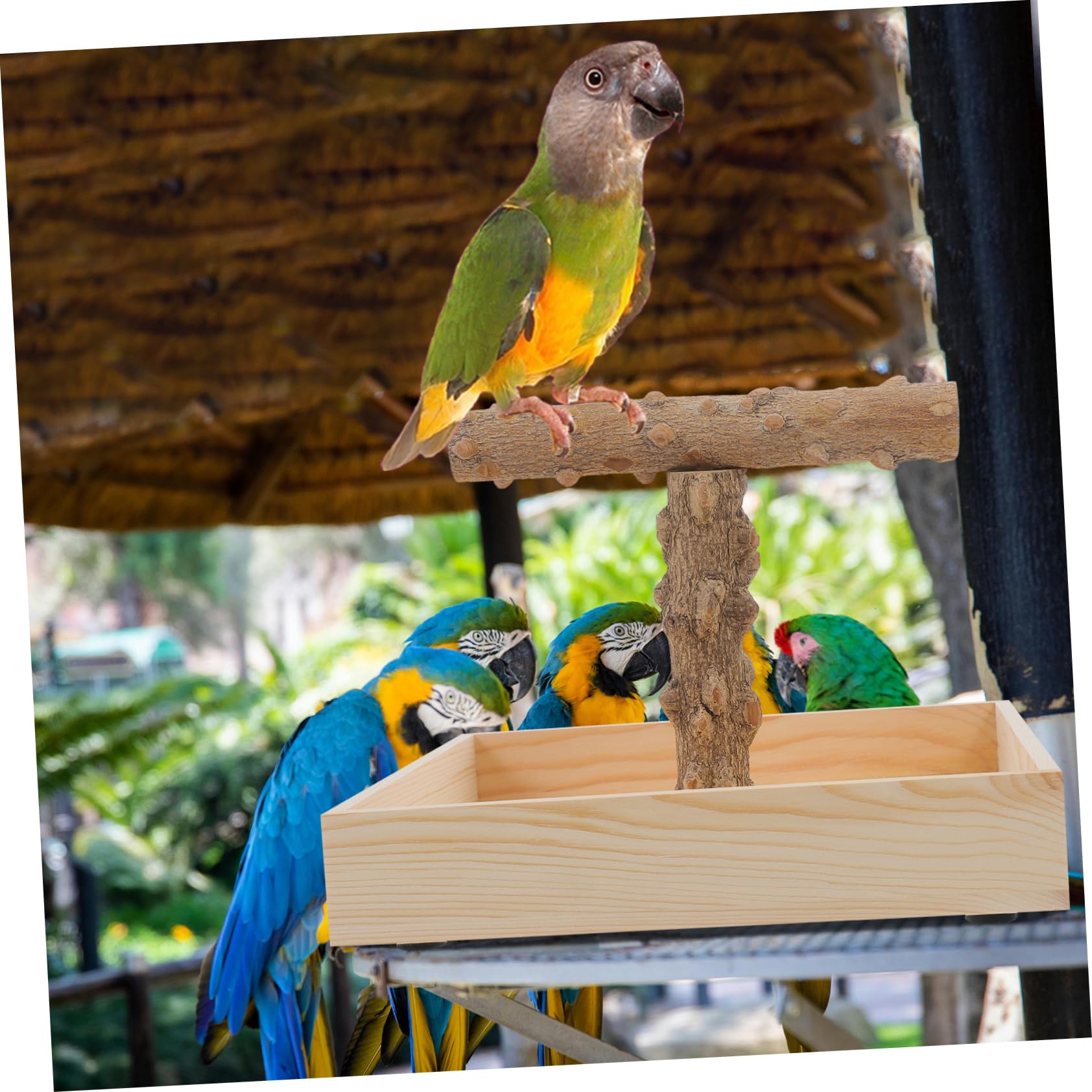 Kisangel Vogelständer Natürlichem Parrot Perch Für Käfige Und Tische Sicherer Üben Und Ausruhen Für Nymphensittiche Und Andere Vögel