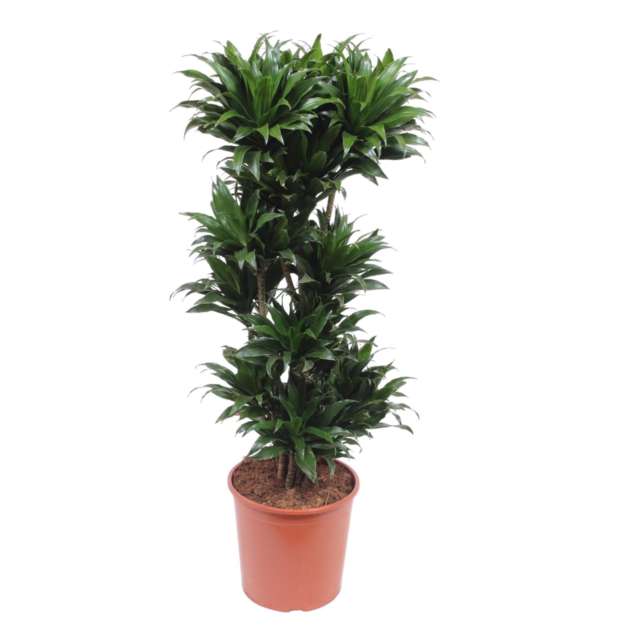 Dracaena Compacta roślina pokojowa, gęste liście, zielona, 140 cm, ø 30 cm