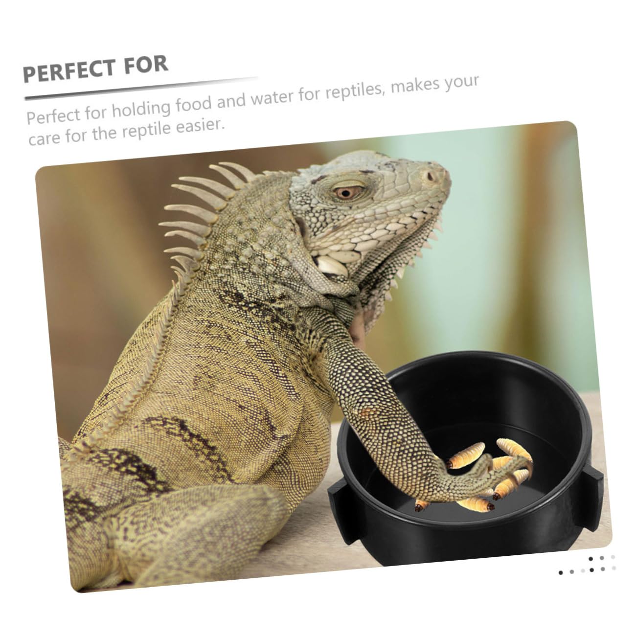 Mikikit 4Pcs Reptile Dishes Wear Water Bowls for Lizards and Animals Easy to Move Food Holder for Reptile Habitats and Feeding Needs