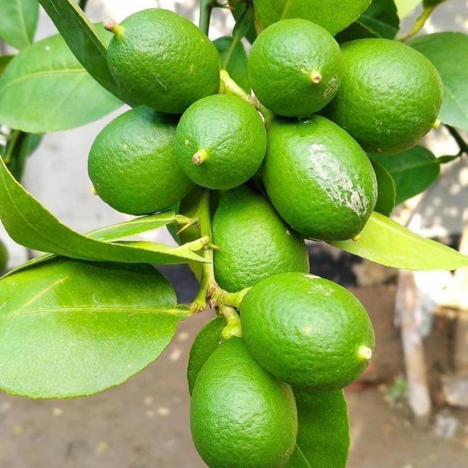 Seedless Lime Tree Live 3 Feet Tall, Potted Lime Fruit Tree Seedlings in 5 Gallon Pot, Citrus Plant for Indoor or Outdoor