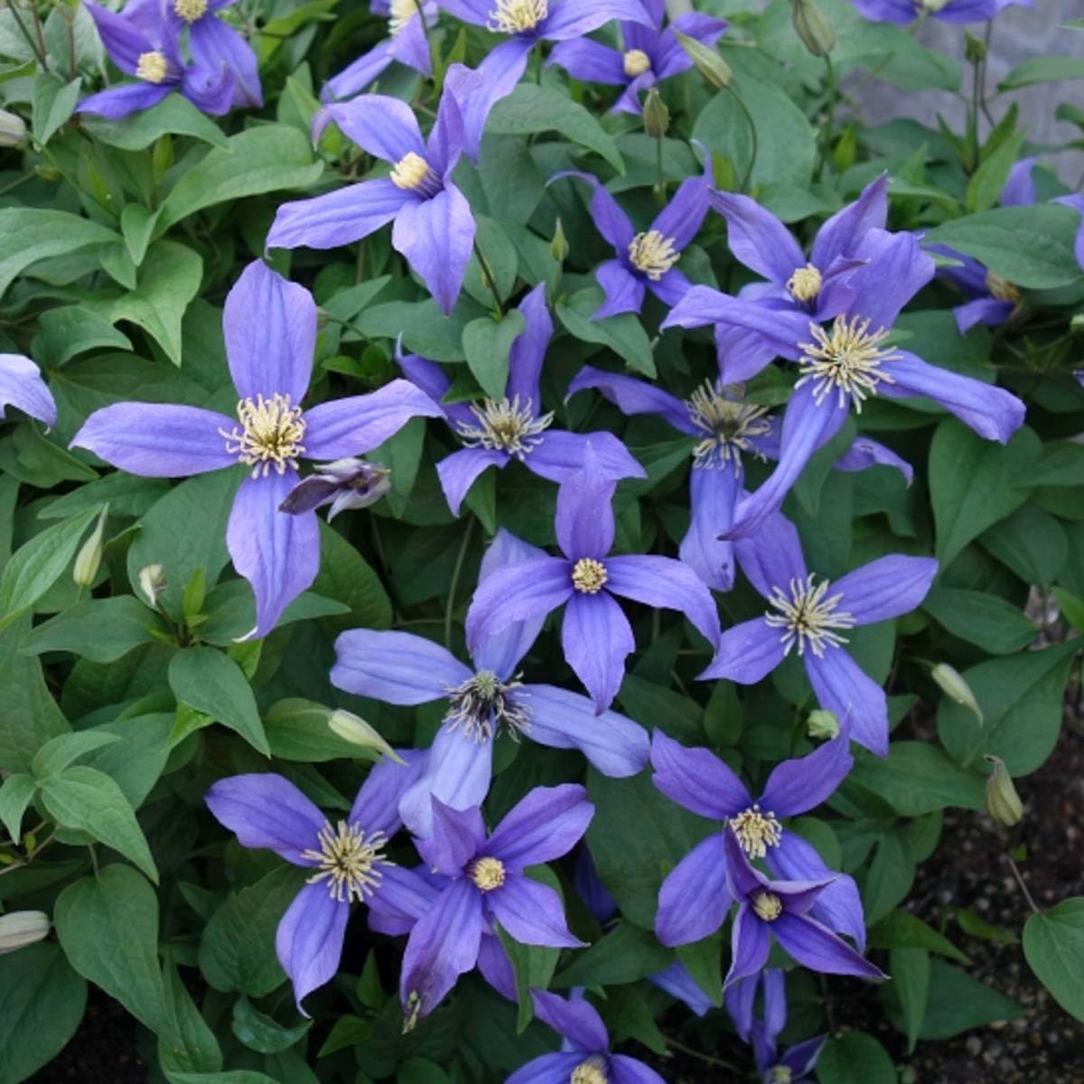 Chloe Blue Flowering Clematis Vine Dormant Bare Root Perennial Starter Plant - 1 Starter Plant per Offer