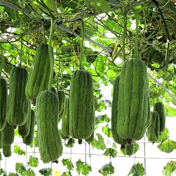 Luffa Sponge Seeds - Loofa Sponge Gourd Seeds Pack of 20+ USA Grown Luffa Seeds