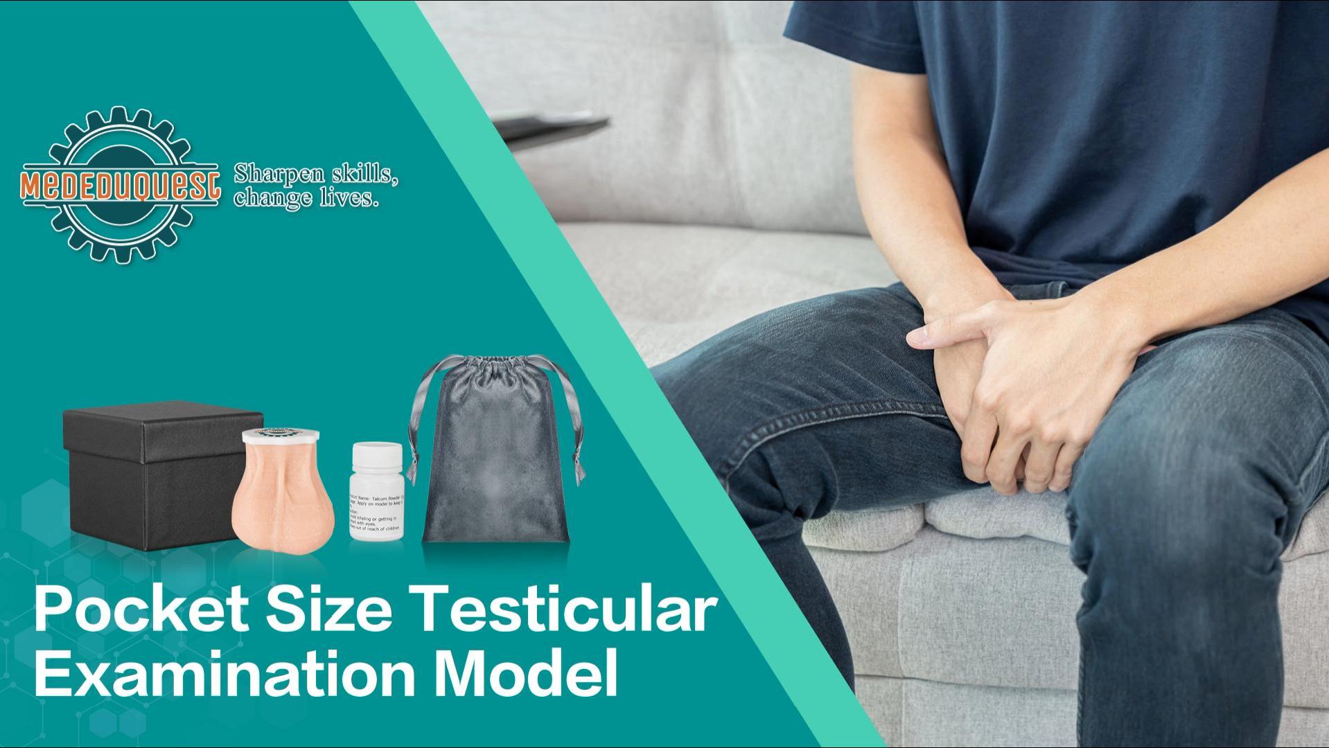 Image of Testicles Model for TSE, Testicular Examination Model Pocket Size, Testicular Cancer Palpation Practice Model