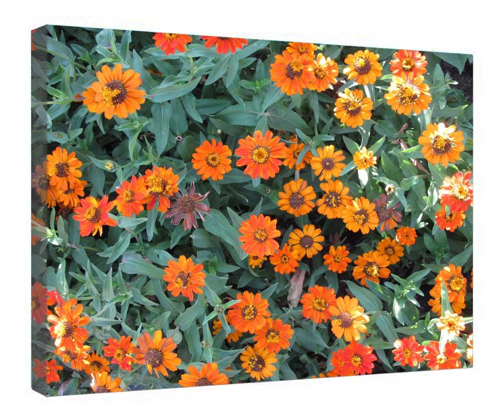 Toile encadrée fleurs oranges Invermere Canada pour masquer un mur blanc vide - 4