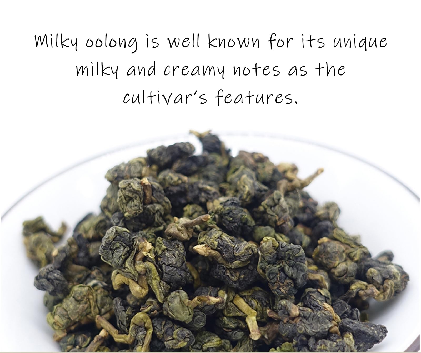 Trilliant -Fomsa Tea Milky oolong, tè Jin Xuan di alta montagna, JinXuan raccolto a mano, foglia di tè sfuso, tè gongfu di Taiwan, confezione regalo 4 once, note burrose e lattiginose