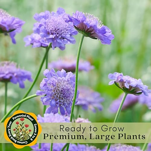 Miniatura 6 de Clovers Garden Scabiosa - Plantas de color azul mariposa (alfiler), dos (2) plantas vivas, sin OMG, sin semillas, cada una de 4 a 8 pulgadas de