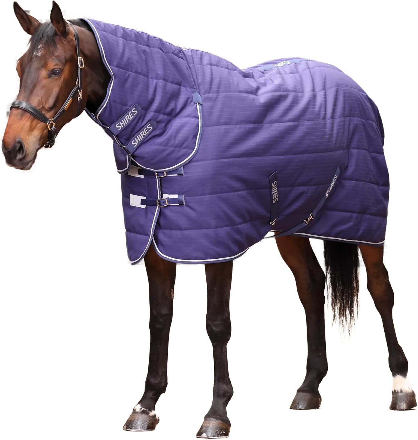 ☆木梨憲武展☆キャンバスアート《感謝》 Shires] (シャイアズ) 馬用 Tempest オリジナル 100 ラグ コンボ