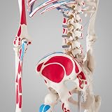 tectake® Life-Size Anatomical Skeleton Model with Mobile Joints, Removable Limbs & Skull with Replaceable Teeth, Detailed Human Skeleton Model, Incl. 2 Anatomy Posters & Stand with Wheels - 180 cm - 6