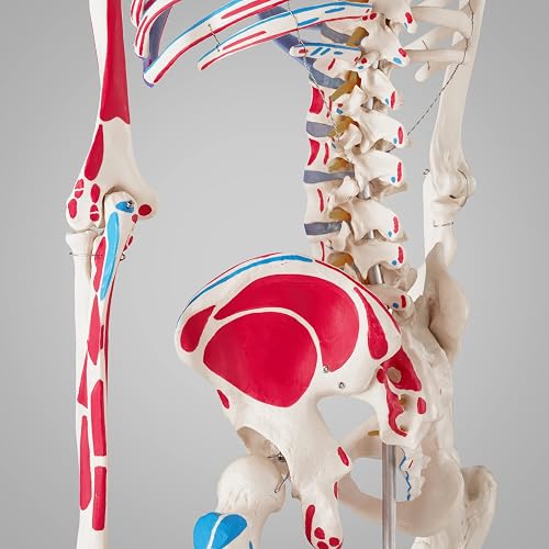 tectake® Life-Size Anatomical Skeleton Model with Mobile Joints, Removable Limbs & Skull with Replaceable Teeth, Detailed Human Skeleton Model, Incl. 2 Anatomy Posters & Stand with Wheels - 180 cm - 6
