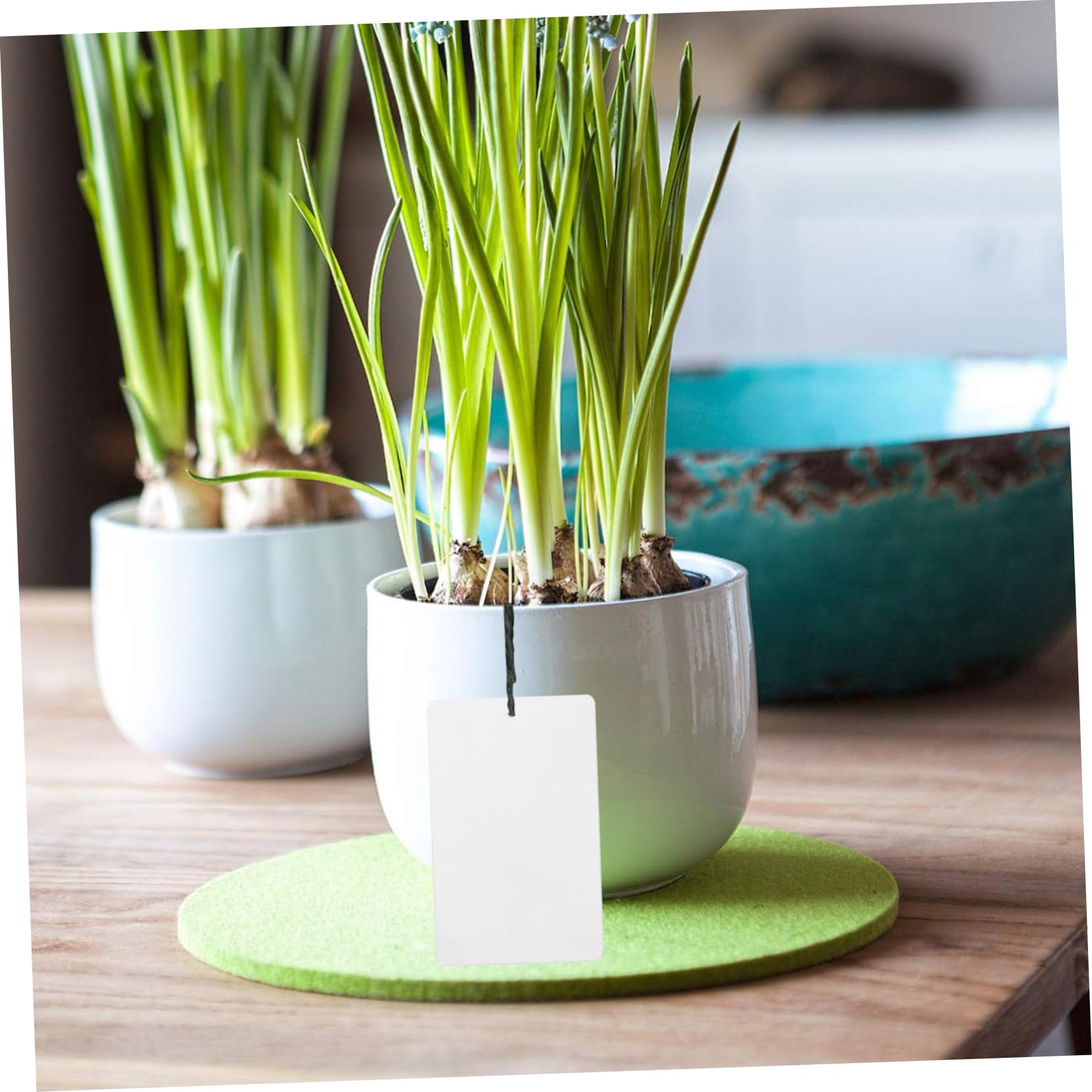 BESPORTBLE 150pièces Étiquettes De Plantes Aluminium Réutilisables De Marqueurs Métalliques Pour Identifier Arbres Et Fleurs Jardinage Intérieur Et Extérieur