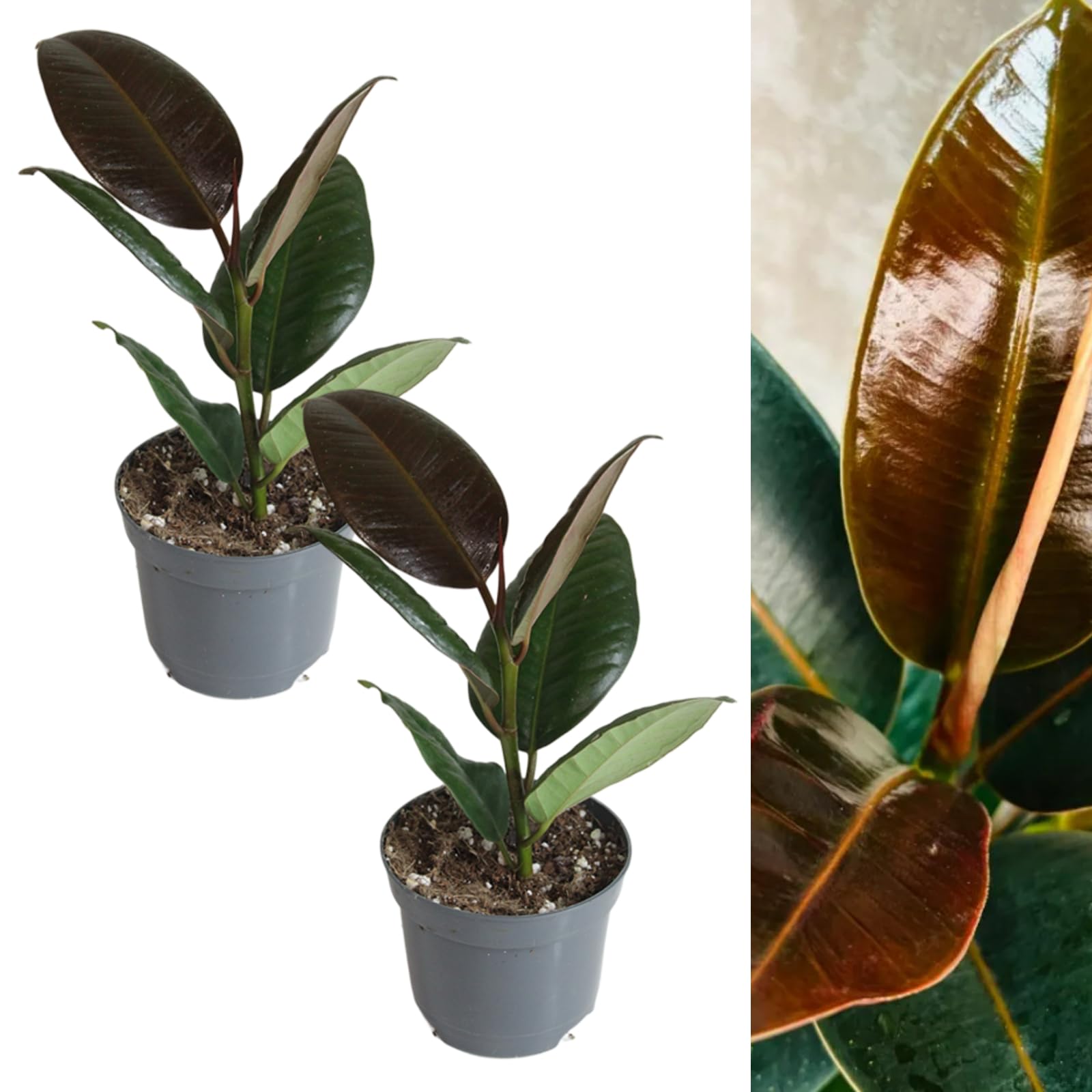 Carbeth Plants - 2 x Rubber Plant Ficus Melany Indoor Plant in 8cm Pots - Live Air Purifying Evergreen Green Burgundy Foliage Houseplant - Easy to Care For Beginner Friendly - Ideal for Home or Office