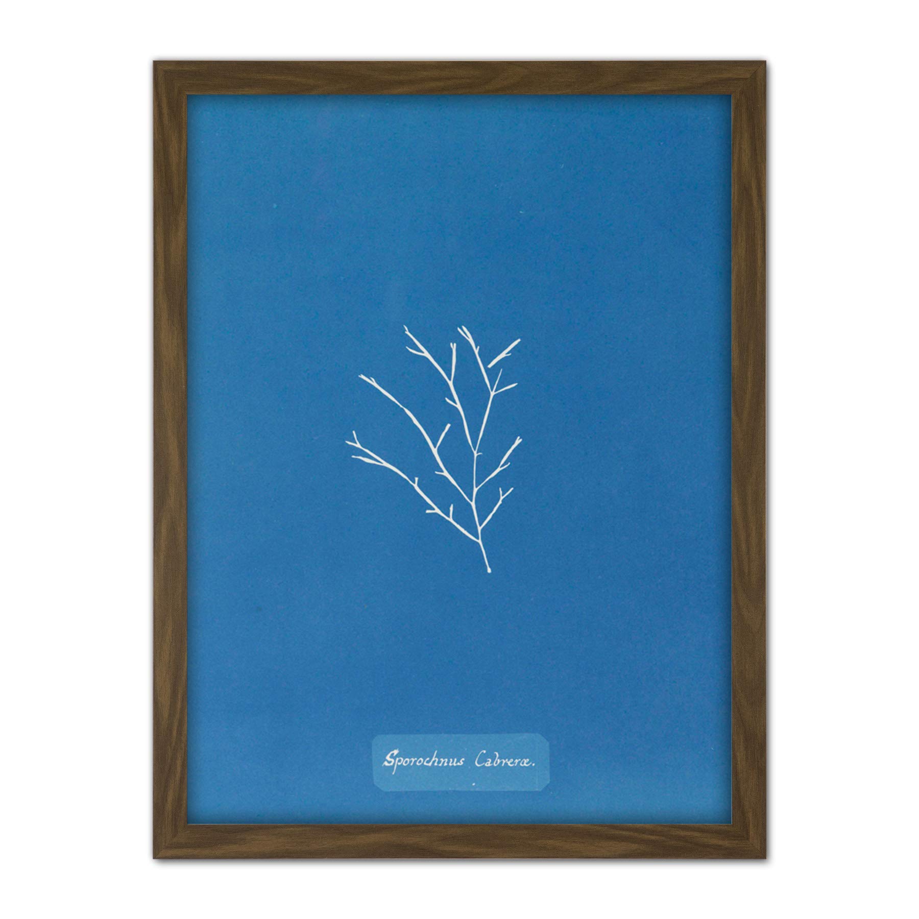 Artery8 Atkins British Algae Photo Goat Sporochnus Artwork Framed Wall Art Print 18X24 Inch