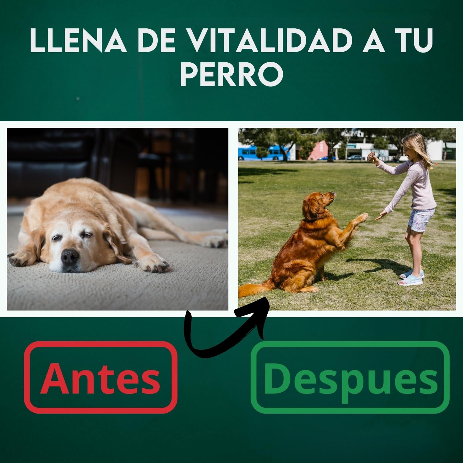 DISANE Condroprotectores Perros | condoprotector Perros Natural para Cuidado de Las Articulaciones para Perros | Protege y Restaura Huesos y Tejidos Articulares | con Colageno Marino
