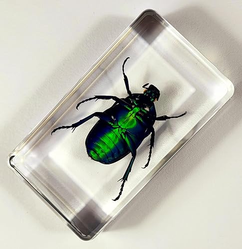 Miniatura 142 de Escarabajo de algodoncillo azul cobalto real de 1.732 in en espécimen de resina de lucita cristalina, insectos, insectos preservados, colección