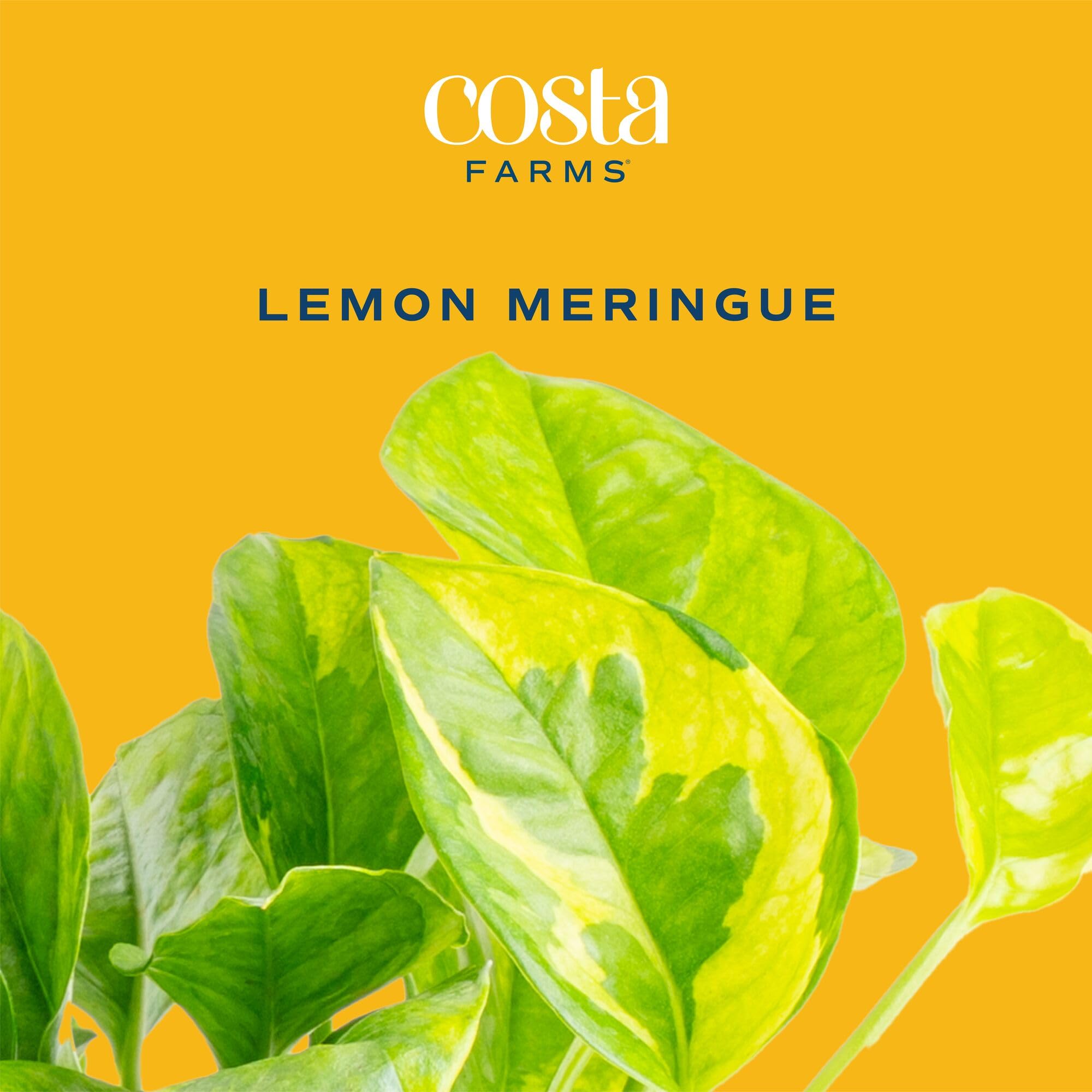 Amazon.com : Costa Farms Lemon Meringue Pothos Live Plant in Self Watering  Pot, Indoor Houseplant, Perfect for Home, Room, or Office Decor, Great  House Warming or Birthday Gift, 10-12 Inches Tall :