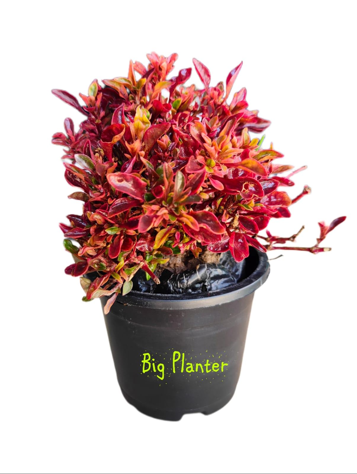 Big Planter Live Plant Red Grass Hanging with Pot Striking Home Decorative Beauty for Indoor or Outdoor Garden Delight Pack of 1 (B0CWQQ8N1R) Amazon Price History, Amazon Price Tracker