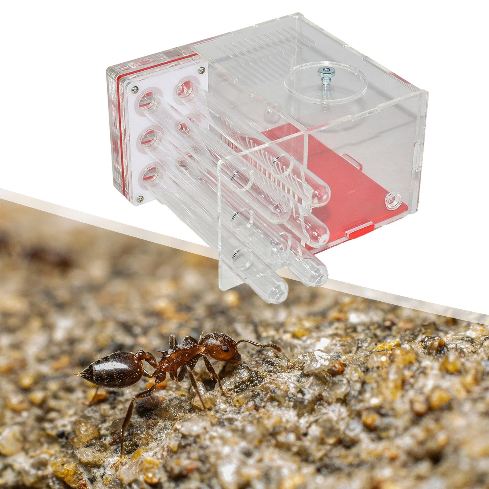 Nid de Fourmis Habitat Jouets éducatifs à Faire soi-même élevage de Fourmis 1.5 Cm