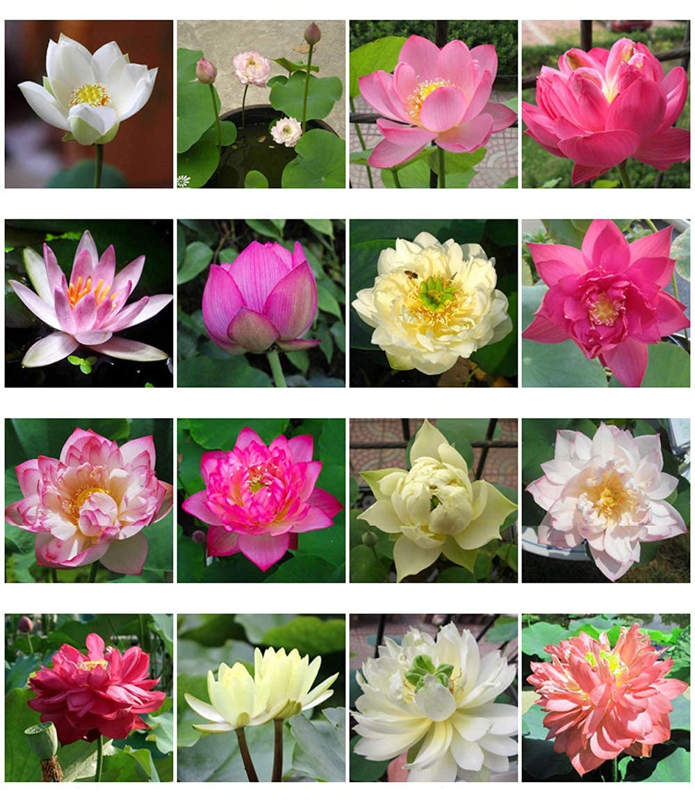 Aiden Gardens Rare Mixed Lotus Nymphaea Asian Water Lily Pad Flower Pond Seeds Potted Flowers 10 Seeds (B09DPCN97M) Amazon Price History, Amazon Price Tracker