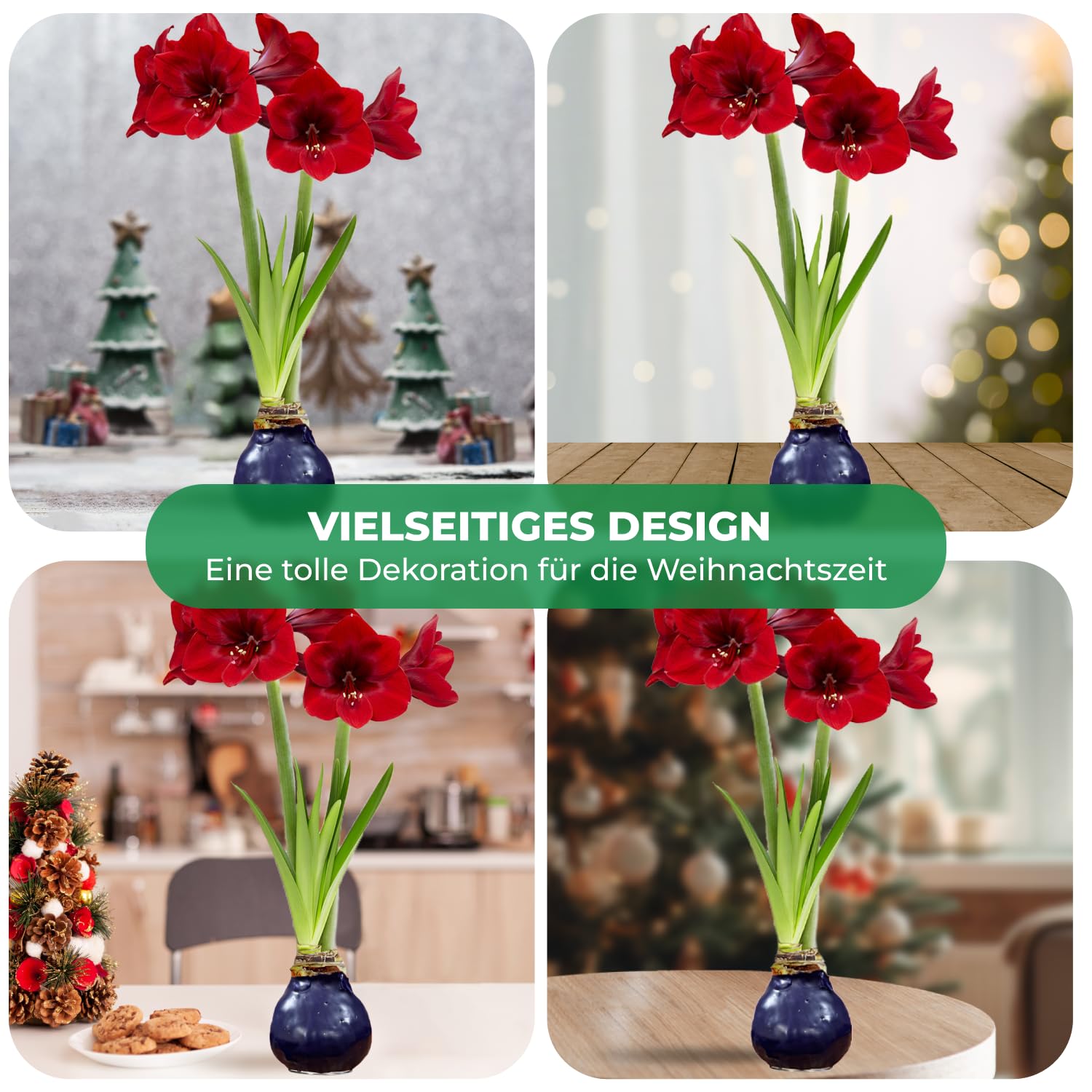 2 Bulbes D'amaryllis En Cire Violette - Grand Format 28/30, Prêts à Fleurir - Plantes D'intérieur Naturelles