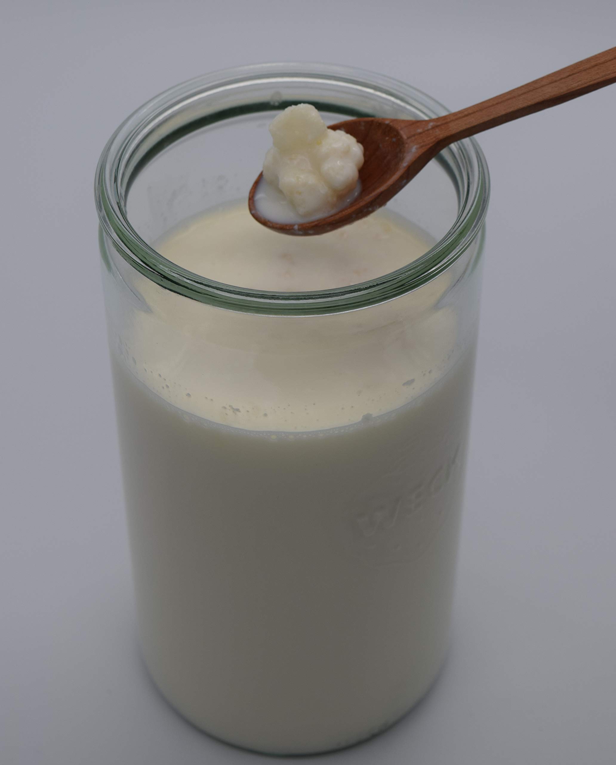 Milchkefir Starterset groß, Kefirknollen aktiv und vital