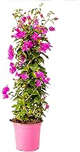 Bonplants Bougainvillea Glabra Alexandra (Pyramide Purple/Fuchsia, Vase 17, h 75 cm)