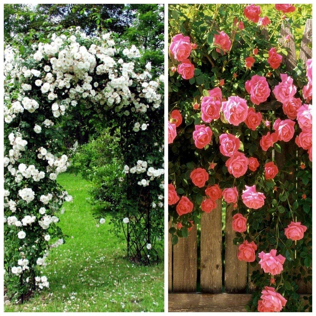 See full amazon price history chart for Royal Paradise Garden Rare veriety climbing rose Mixed 20 Seeds- Variety: ROSE113 Royal Paradise Garden Rare veriety climbing rose Mixed 20 Seeds- Variety: ROSE113 (B09X5X6TJ2) Amazon Price History, Amazon Price Tracker