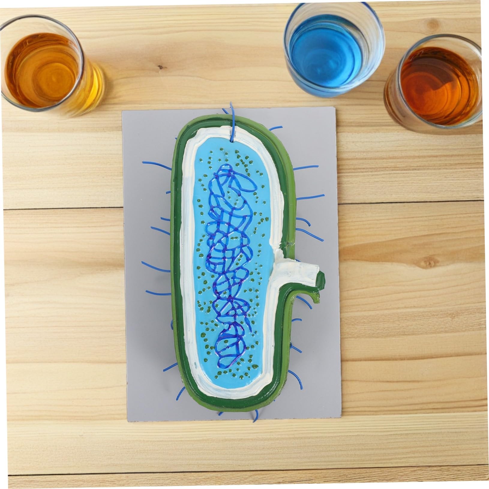 Zellkernmodell für Schüler im Unterricht, Kunststoff, 3D-Modell | Vergrößerte Darstellung, Interaktive Lehre, Präzise Organellen, Geeignet für Klassenzimmer und Demonstrationen