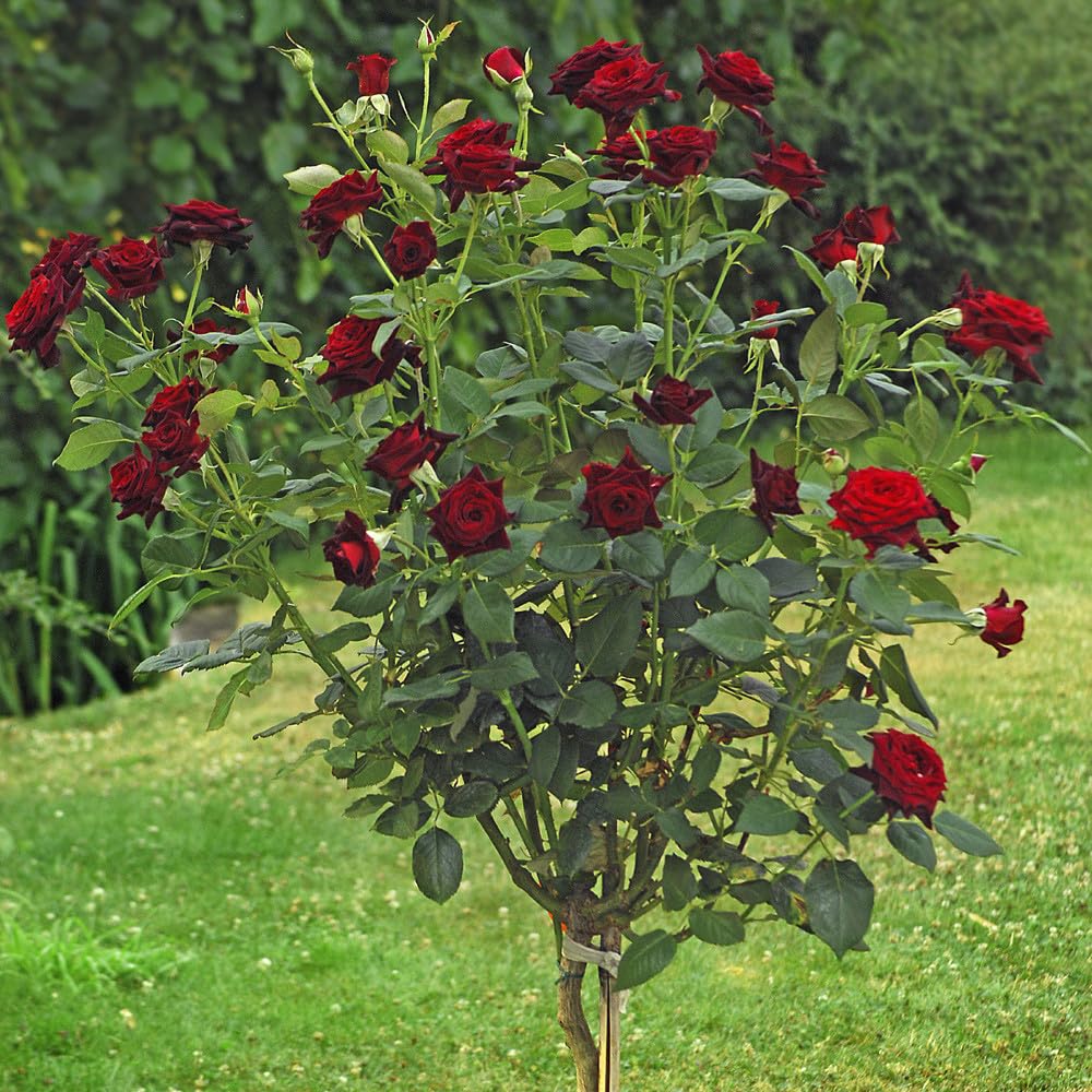 AMDGarden Pianta Rosa Brevettata Black Baccara Meilland Nera ad Alberello Vaso 24 cm Rosso Nero per Esterni
