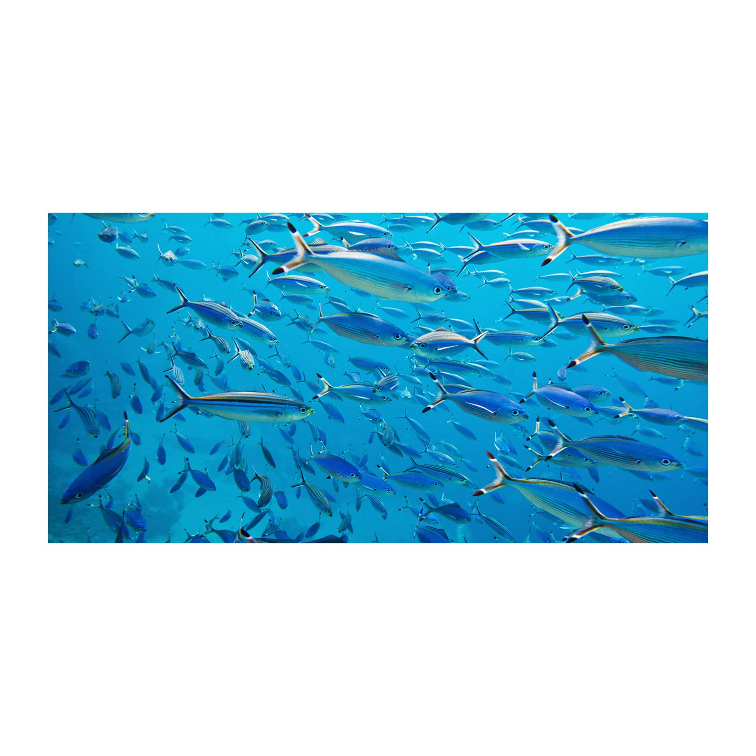 Image en verre acrylique Tulup 140x70cm tableau animaux poisson de corail décor mural salon