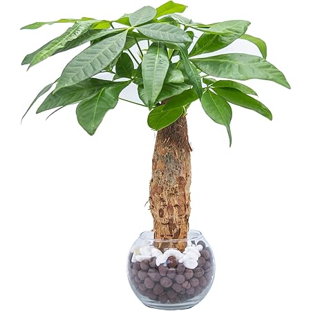 Amazon 観葉植物 パキラ ハイドロカルチャー ガラス植え S サンド オレンジ お手入れ簡単 ギフトに最適 室内で安心な土を使わない水耕栽培 お部屋でグリーンを置いてきれいな空気でリラックス 観葉植物 オンライン通販
