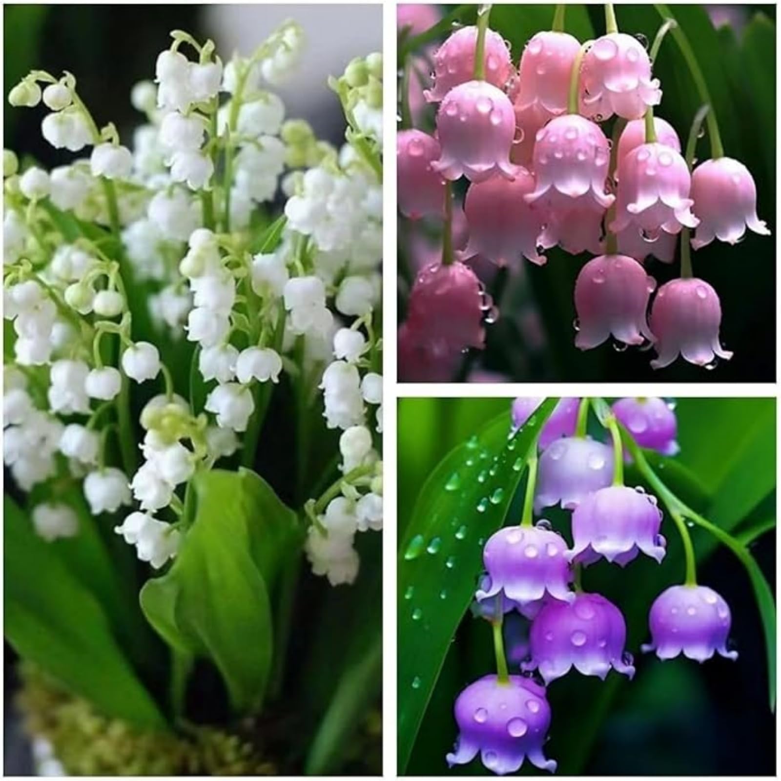 Premium Lily of the Valley Bulbs Simple to Grow – Perfect for Gardens, Cut Flowers & Enchanting Displays Winter Hardy Lily of the Valley Bulbs-6 Bulbs-A